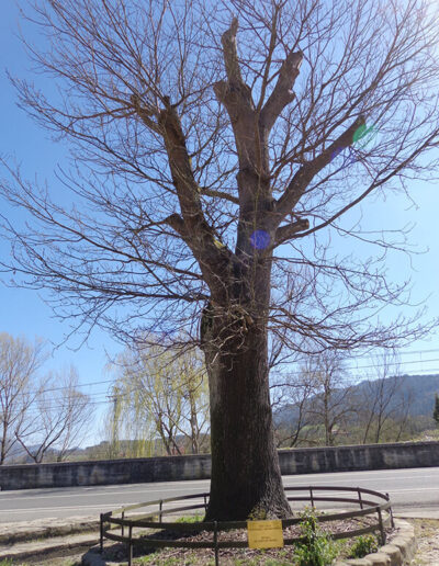 Retoño del árbol de Gernika plantado en 1912.